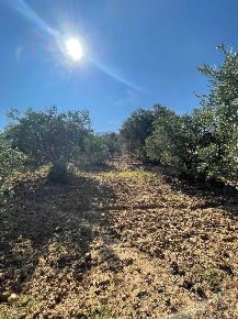 Foto Terreno agricolo in Contrada Stoppellaro, San Demetrio Corone