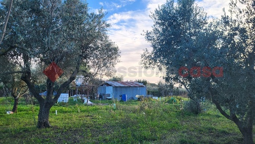 Foto Terreno agricolo in del Paratino, Cecina Cecina Centro di 3200 m²