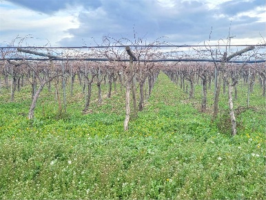 Foto Terreno agricolo in S.P. 79, Orta Nova di 25000 m² in vendita