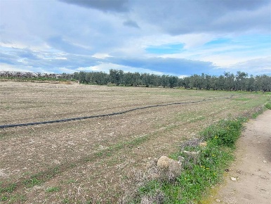 Foto Terreno agricolo in VIA SAN SEVERO, Cerignola in vendita