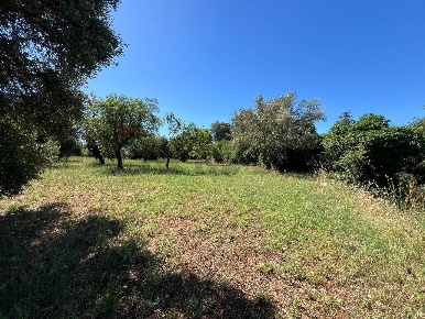 Foto Terreno agricolo a Monopoli Impalata di 6608 m² in vendita