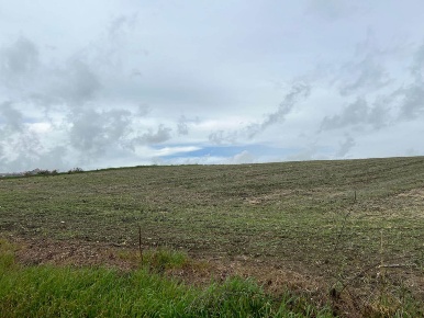 Foto Terreno agricolo a Naro di 11700 m² in vendita