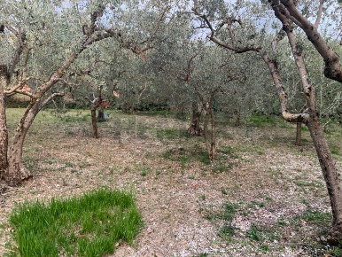 Foto Terreno residenziale in Via Pozzolo, Assisi San Vitale, Viole