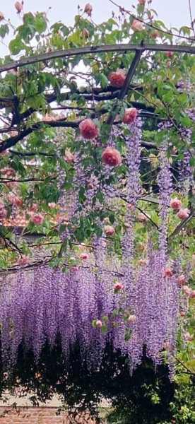 immagine annuncio 8 di 11