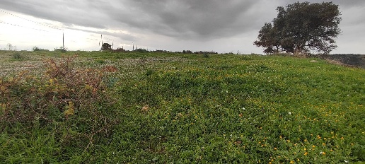 Foto Terreno agricolo in CONTRADA SAN NICOLO' LE CANNE, Caltagirone
