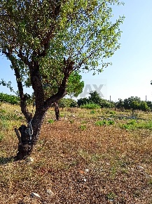 Foto Terreno residenziale in VIA GIOVANNI PASCOLI, Melilli di 3315 m²