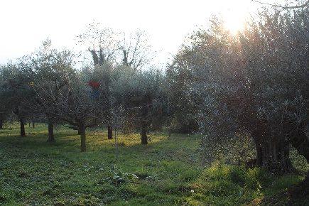 Foto Terreno agricolo a Calusco d'Adda di 3000 m² in vendita