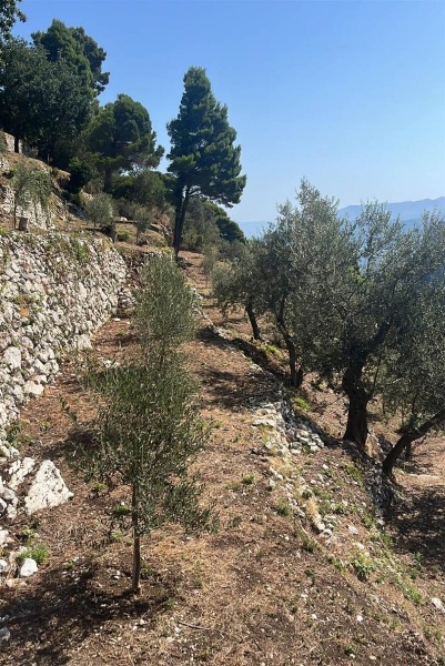 immagine annuncio 2 di 12