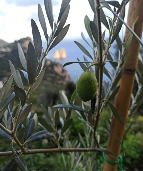 immagine annuncio 7 di 12