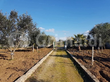 Foto Terreno agricolo in Contrada "Monaci di Sotto" 1, Parabita Centro