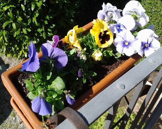 immagine annuncio 13 di 15