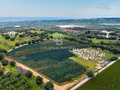 Foto Terreno agricolo in Contrada Mellone, Polignano a Mare di 11919 m²