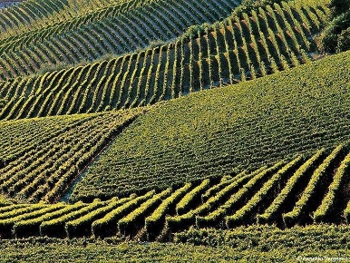 Foto Cessione attività a Santo Stefano Belbo Centro con 12 locali