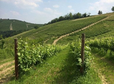 Foto Terreno a Barbaresco Centro in vendita