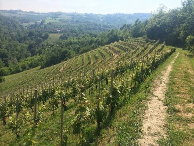Foto Terreno agricolo a La Morra Centro in vendita