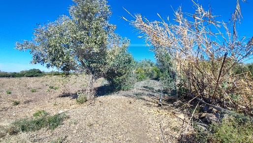 Foto Terreno agricolo in contrada figiliffi, Siracusa Tivoli in vendita
