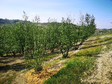Foto Terreno agricolo a Govone in vendita