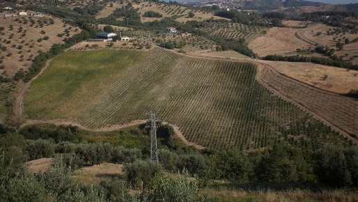 Foto Terreno agricolo a Montalto Uffugo Centro in vendita