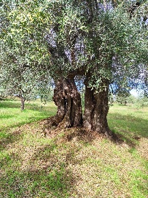 Foto Terreno agricolo in contrada Croce D'Alli Bisignano CS, Bisignano