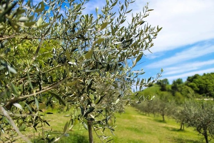 Foto Terreno agricolo a Tarsia in vendita