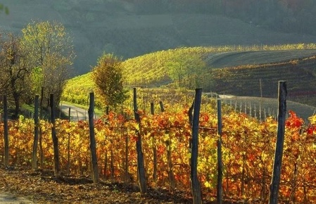 Foto Terreno a Monforte d'Alba Centro in vendita