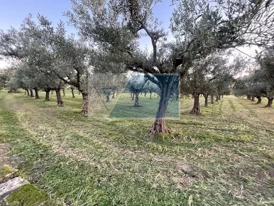 Foto Terreno agricolo in C.da  Carancino, Siracusa Belvedere - Tremmilia