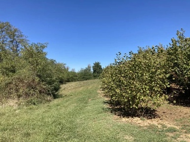 Foto Terreno agricolo a Mondovì in vendita