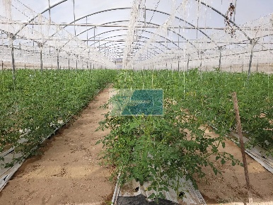 Foto Cessione attività in CONTRADA GRANELLI, Pachino Granelli con 20 locali