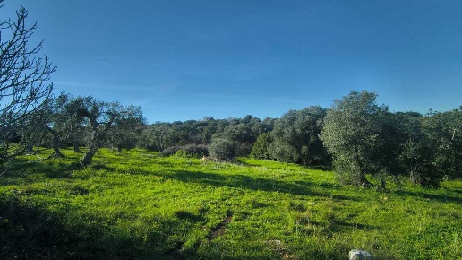 immagine annuncio 2 di 6