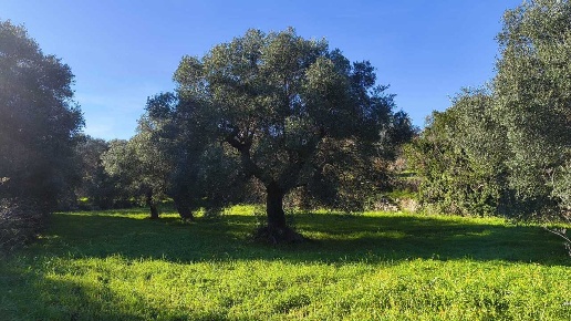 immagine annuncio 5 di 6