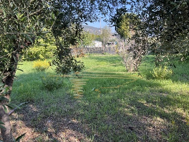 Foto Terreno agricolo in via doneghe snc, Taggia di 1000 m² in vendita
