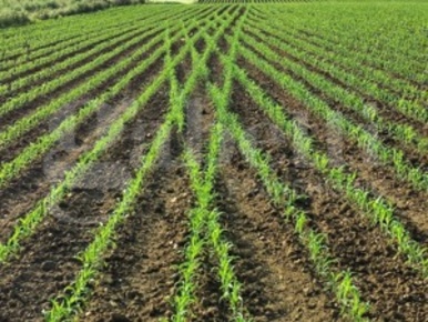 Foto Terreno agricolo in Via Marconi 6, Pozzonovo Centro di 3904 m²