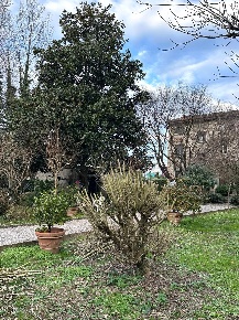 Foto Case semi ndipendenti a Capannori Lammari - Lunata di 170 m²