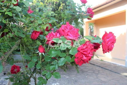 Foto Casa indipendente a Montopoli in Val d'Arno Montopoli di 103 m²