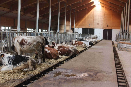 immagine annuncio 3 di 6