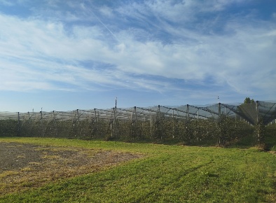Foto Terreno agricolo in via marchiona, Modena Centro in vendita