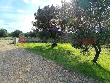 Foto Terreno agricolo in Via sp 118 snc, Lizzano di 10500 m² in vendita