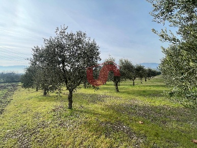 Foto Terreno residenziale in Via Molise, Benevento Masseria De Gregorio