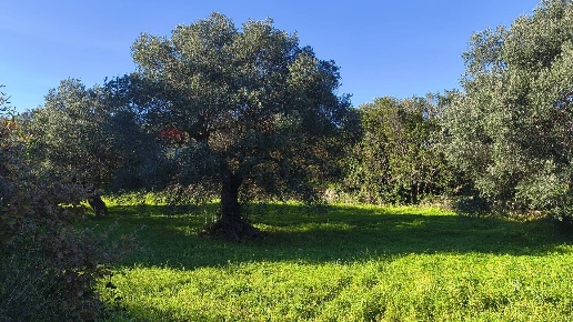 immagine annuncio 3 di 6