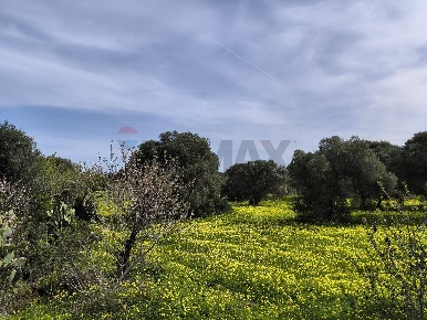 Foto Terreno agricolo a Monopoli di 10862 m² in vendita