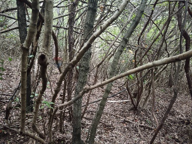 Foto Terreno agricolo in LOCALITA' FORNACE SNC, Gavorrano Centro in vendita