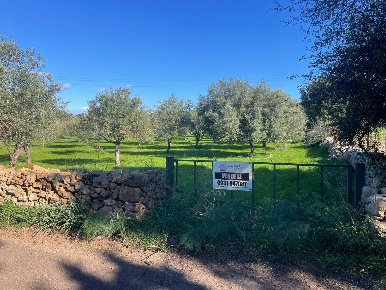 Foto Terreno agricolo in C.da Cava Secca SN, Noto di 4300 m² in vendita