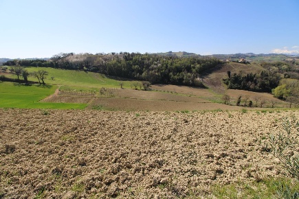 Foto Terreno agricolo in via del mulino, Montottone di 60000 m² in vendita