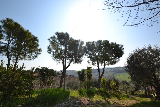 immagine annuncio 6 di 12