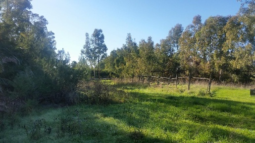 Foto Terreno residenziale a Pisa Coltano - Le Rene di 42000 m² in vendita