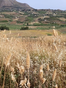 Foto Terreno agricolo in contrada gorga 91013, Calatafimi-Segesta