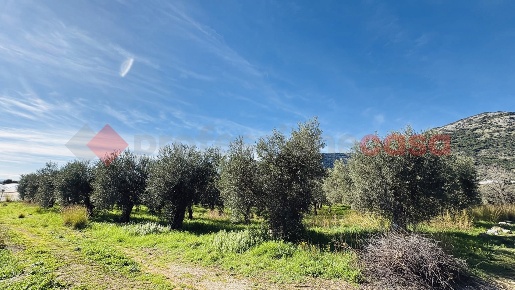 Foto Terreno agricolo in Via SELVOTTA 40, Terracina Casaletti, San Silviano