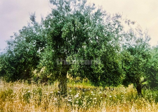 immagine annuncio 8 di 13