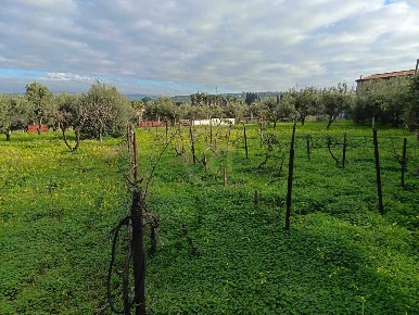 Foto Terreno agricolo a Belpasso di 7500 m² in vendita