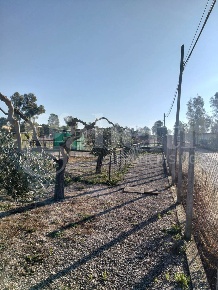 Foto Terreno residenziale in Via Torre del padiglione snc, Aprilia
